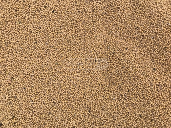 სიდერატი მდოგვის თესლი