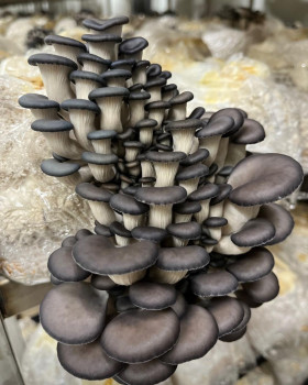 სოკოს თესლი