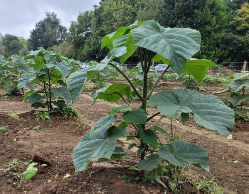 პავლონია