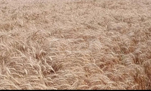 სათესლე მასალა