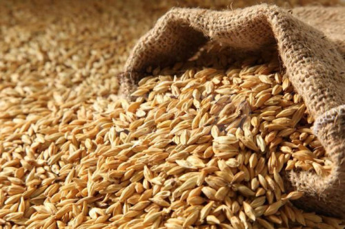 ლუდის მასალა ალაო